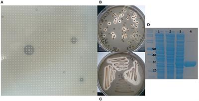 A Novel Cold Active Esterase from a Deep Sea Sponge Stelletta normani Metagenomic Library